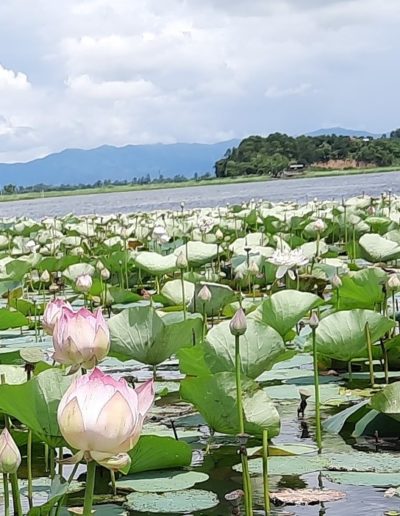 Lotus 108 (Thambal Chamanipal, red)